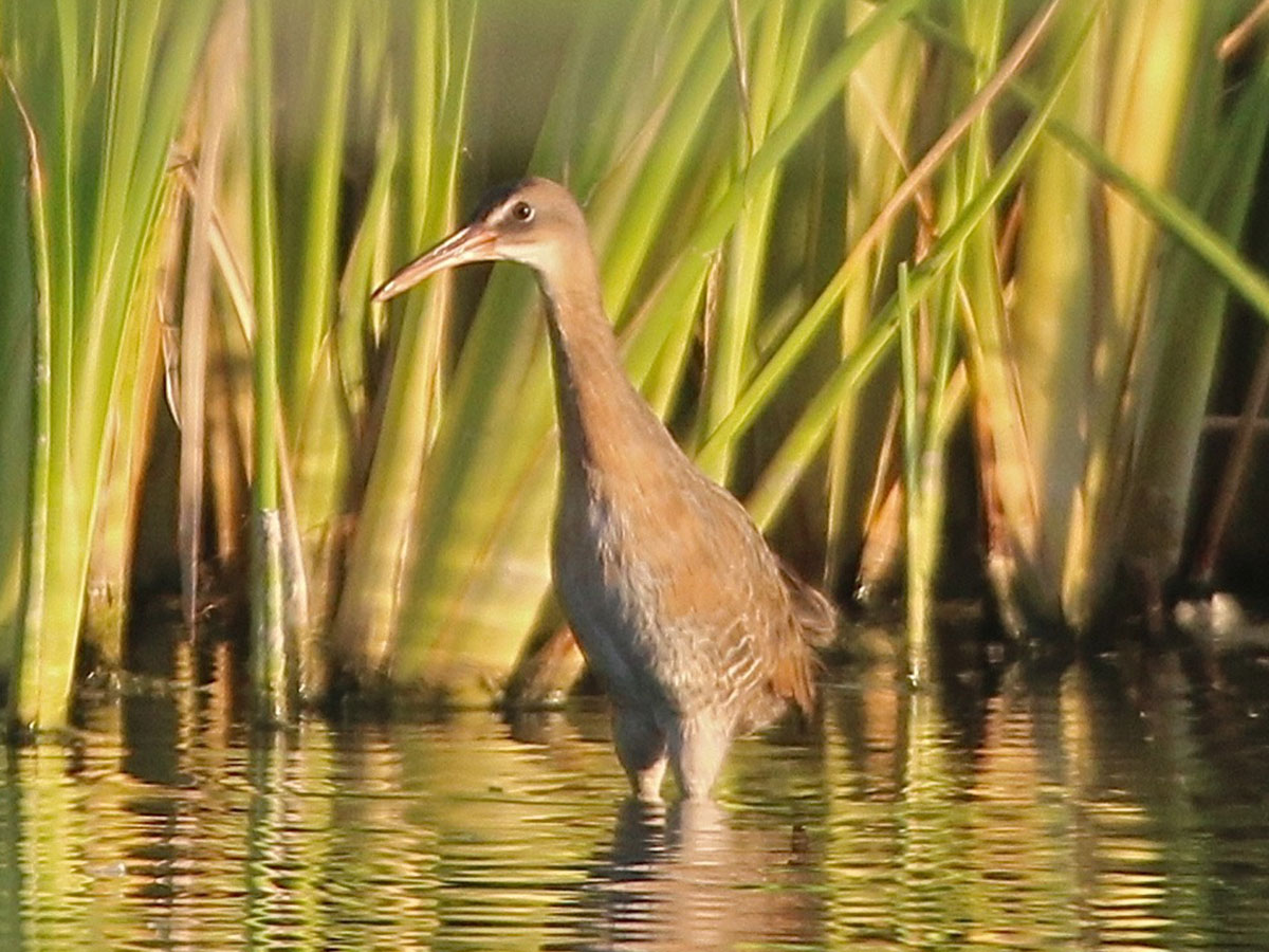 A Yuma Ridgway's rail stand among reeds in the wetlands at the Las Vegas Wash