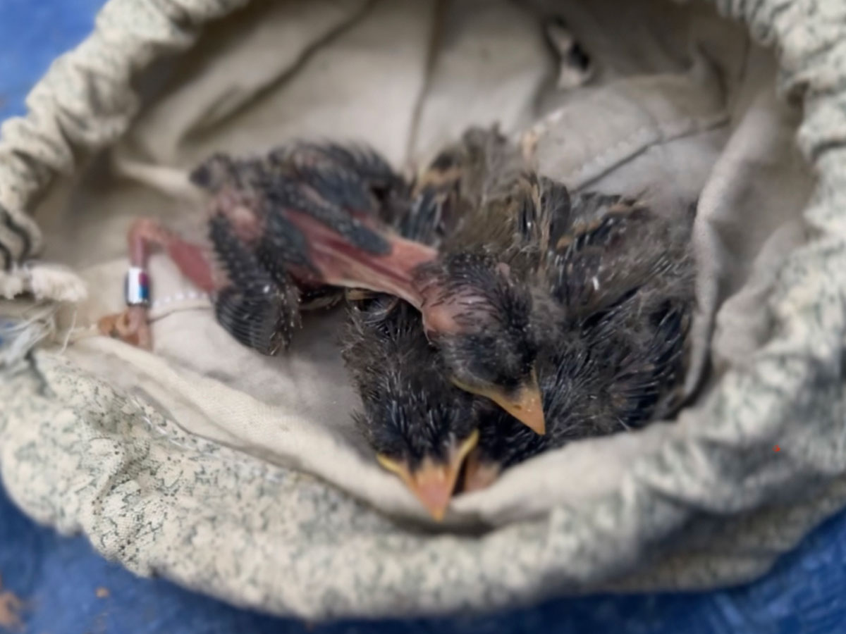 A closeup of three southwestern willow flycatcher nestlings laying in a pouch after being tagged by biologists