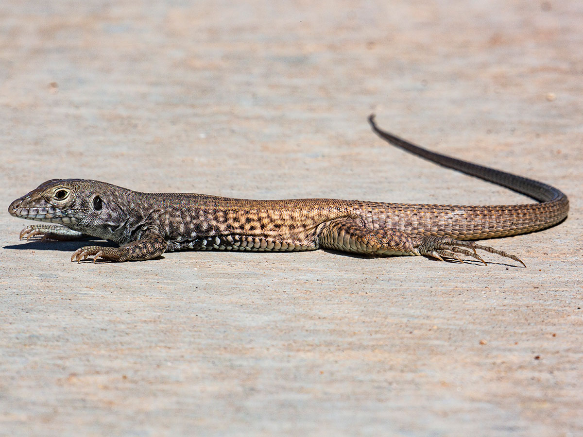 Western whiptail on path