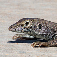 a western whiptail sunbathes on a rock at the Las Vegas Wash