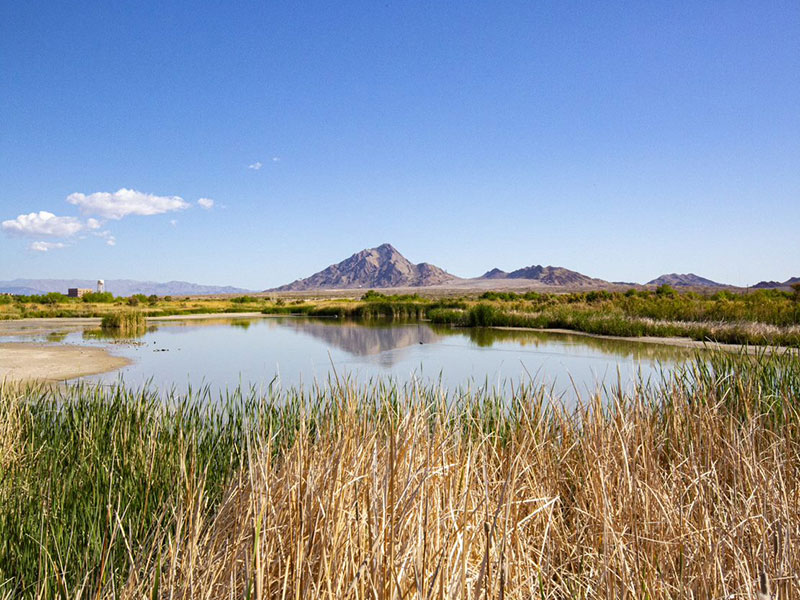 Beauty shot of wetlands with mountain in background