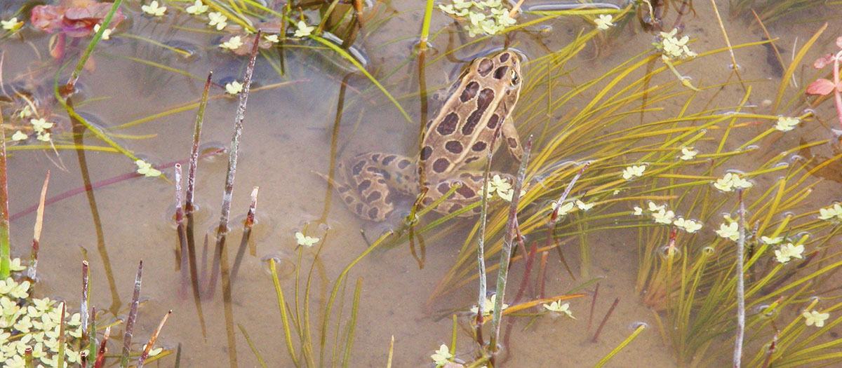 Close up of a woodhouse toad at the Las Vegas Wash