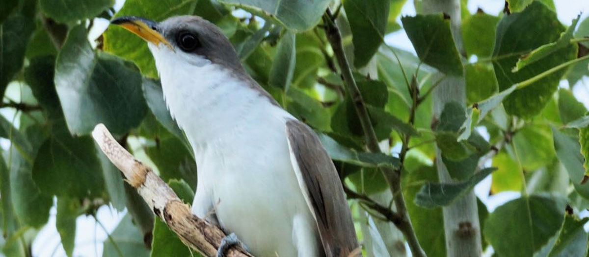 Yellow-billed cuckoo